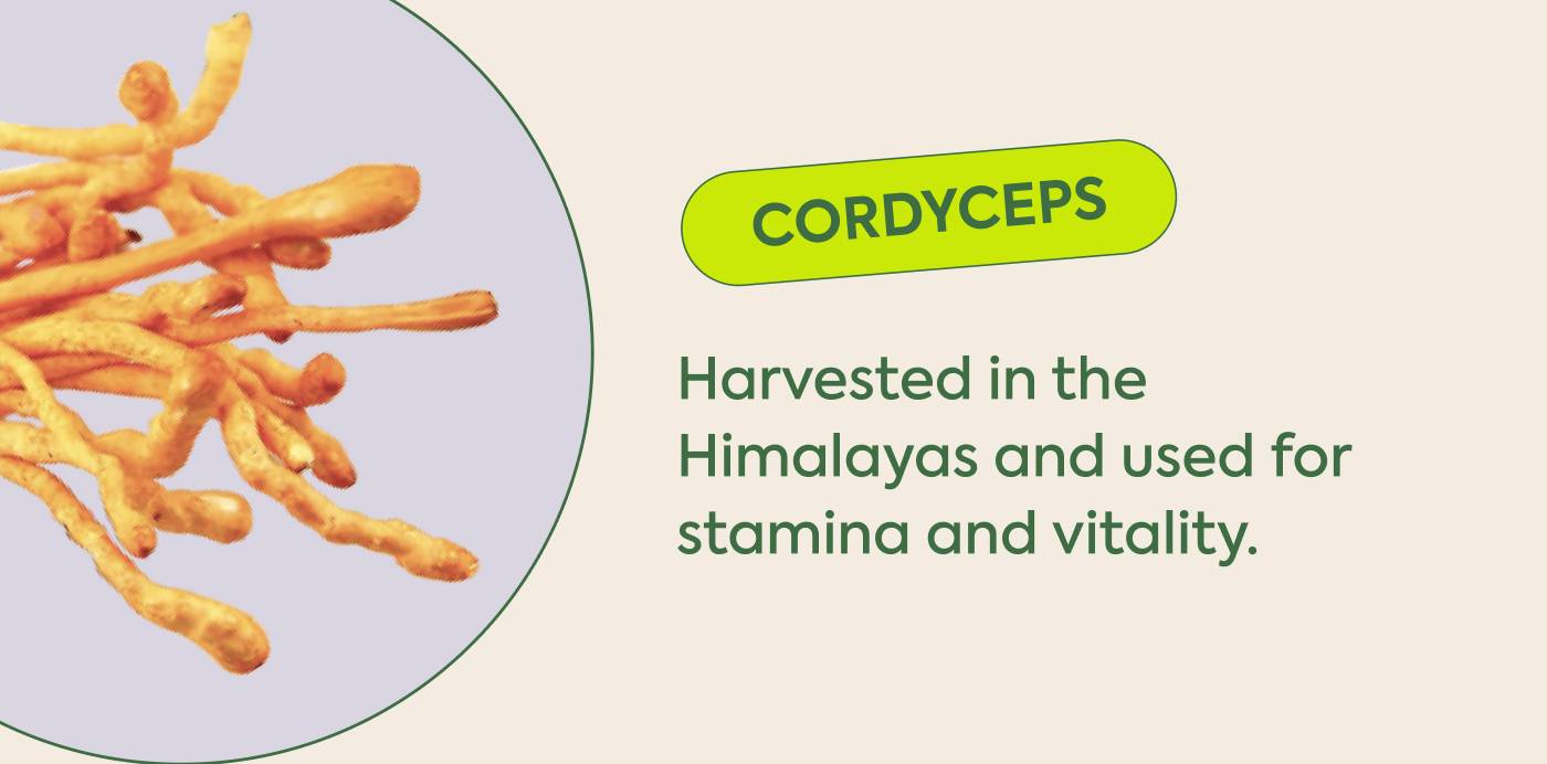 • Cordyceps: Harvested in the Himalayas and used for stamina and vitality.