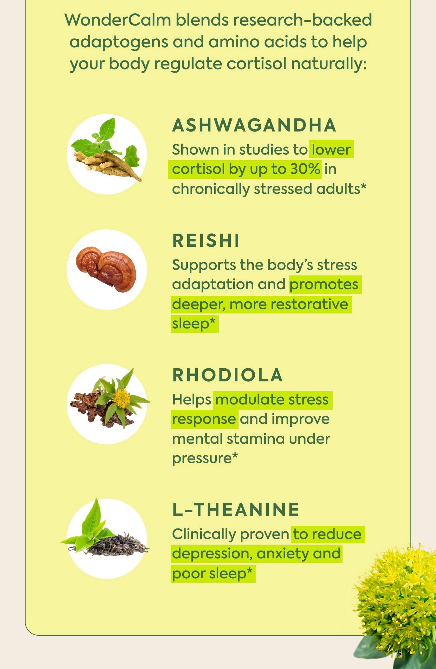 WonderCalm blends research-backed adaptogens and amino acids to help your body regulate cortisol naturally: WonderCalm blends research-backed adaptogens and amino acids to help your body regulate cortisol naturally: