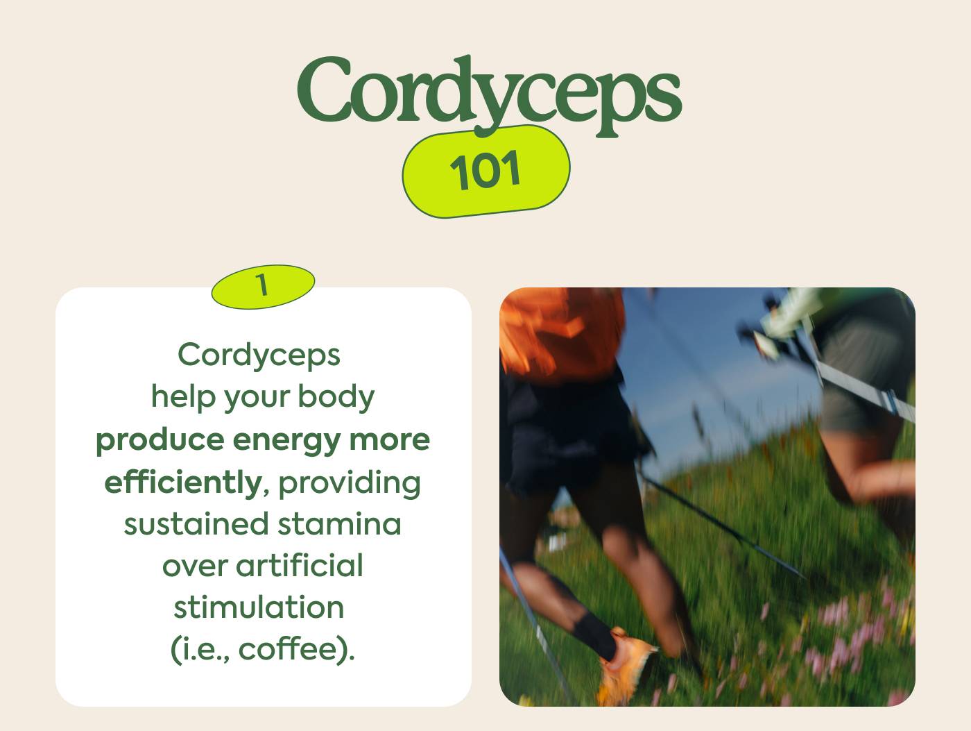 Cordyceps 101 Cordyceps help your body produce energy more efficiently, providing sustained stamina over artificial stimulation (i.e., coffee).