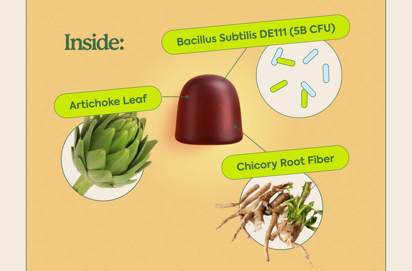 Inside: Bacillus subtilis DE111 (5B CFU), Artichoke Leaf, Chicory Root Fiber