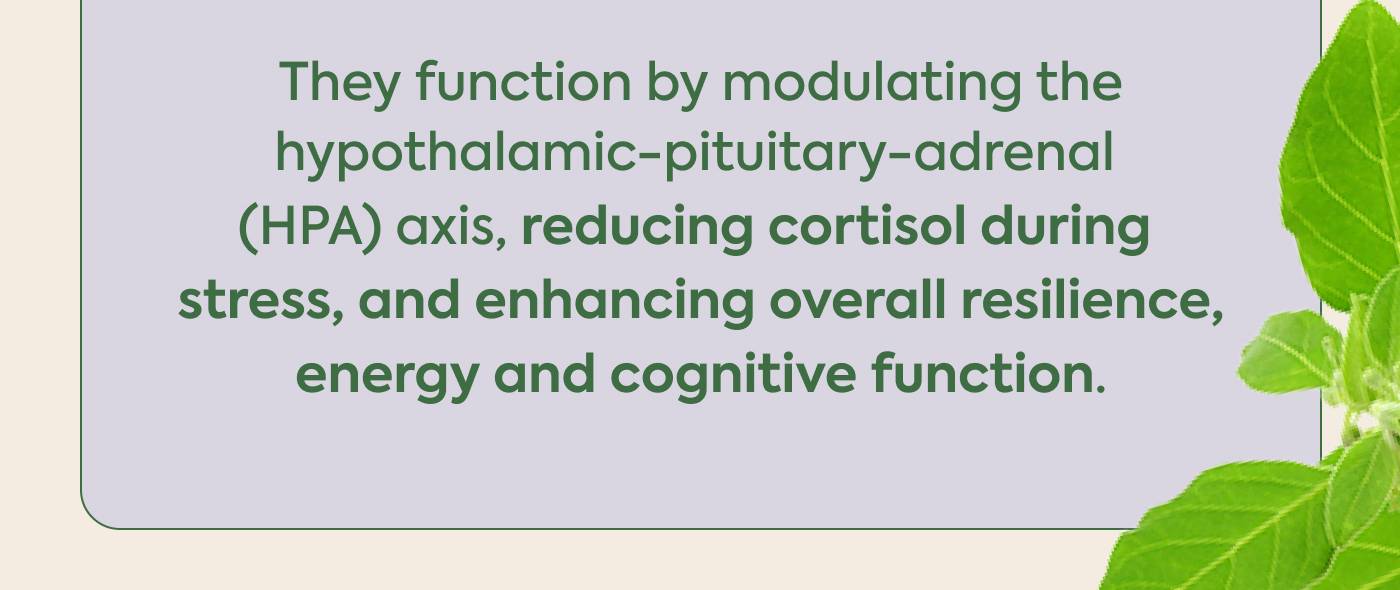 They function by modulating the hypothalamic-pituitary-adrenal (HPA) axis, reducing cortisol during stress, and enhancing overall resilience, energy and cognitive function.