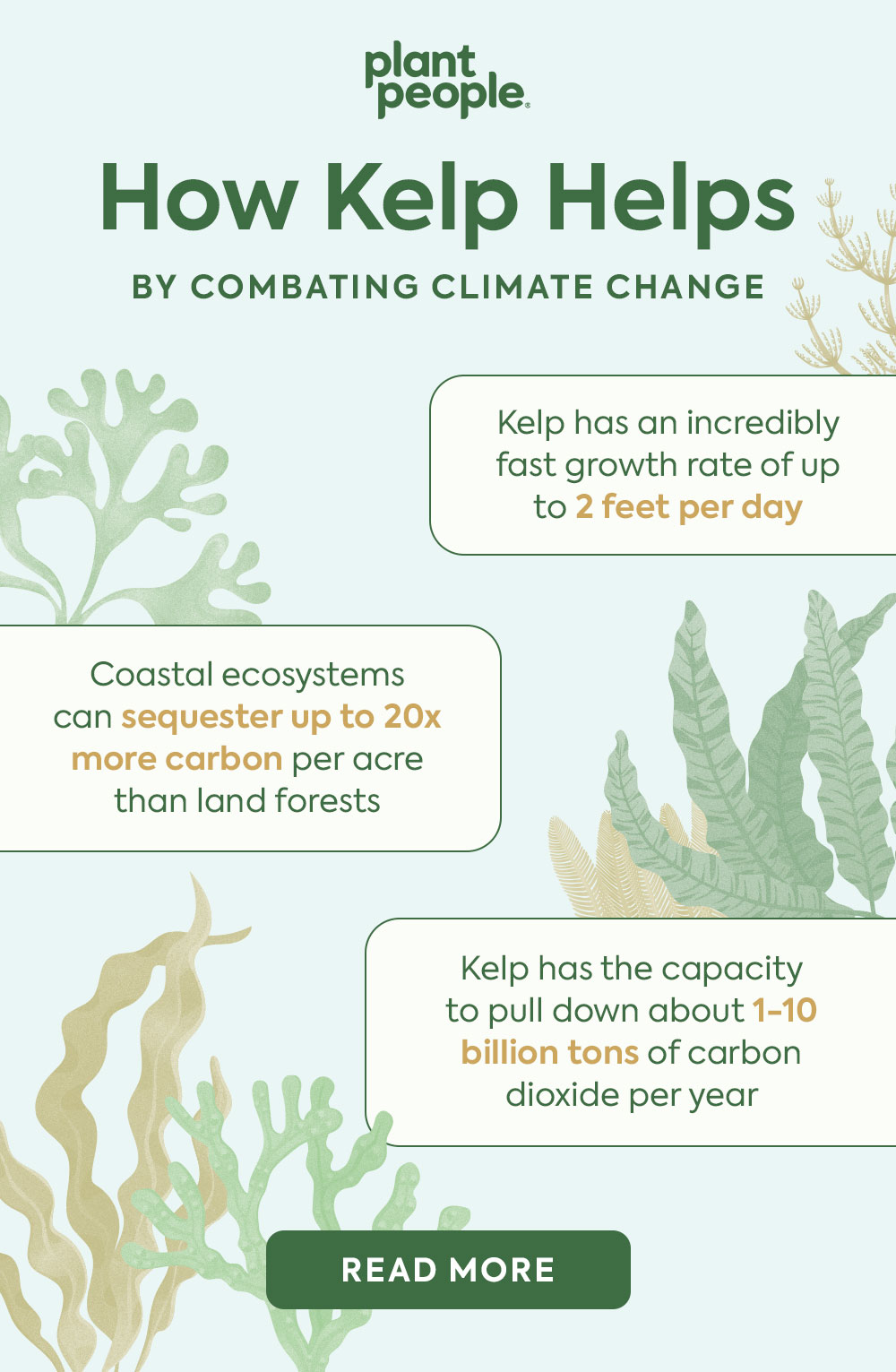 Kelp An Unsung Hero in Climate Change Plant People Co.