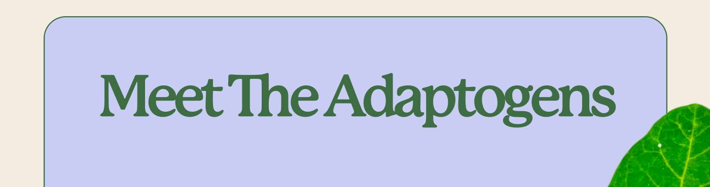 Meet The Adaptogens