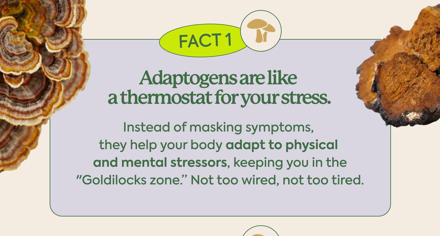 FACT1: Adaptogens are like a thermostat for your stress.