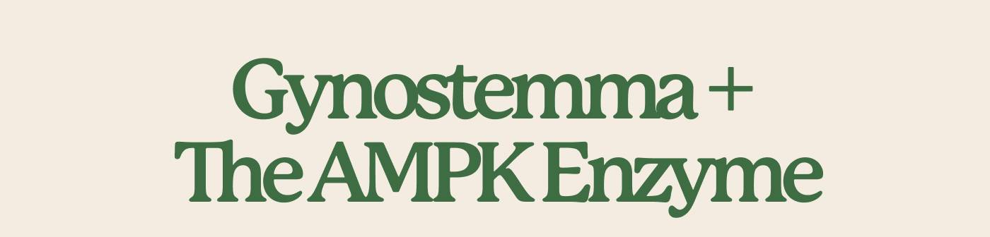 Gynostemma + The AMPK Enzyme