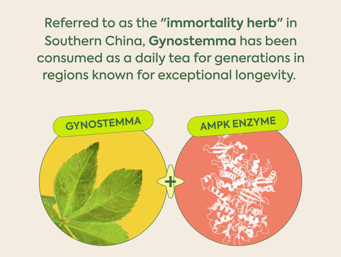 Referred to as the "immortality herb" in Southern China, Gynostemma has been consumed as a daily tea for generations in regions known for exceptional longevity.