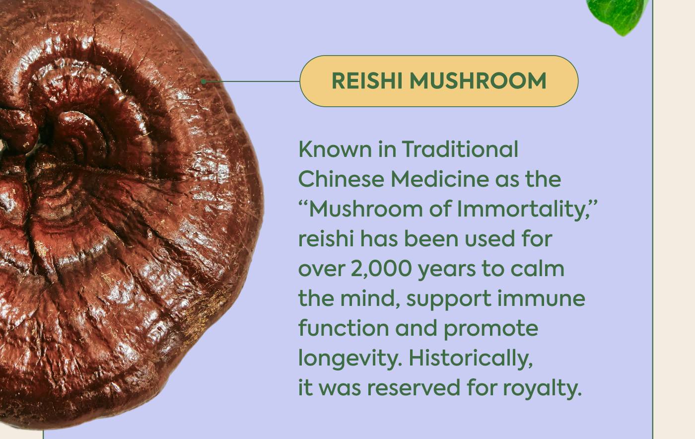 Reishi Mushroom Known in Traditional Chinese Medicine as the “Mushroom of Immortality,” reishi has been used for over 2,000 years to calm the mind, support immune function and promote longevity. Historically, it was reserved for royalty.
