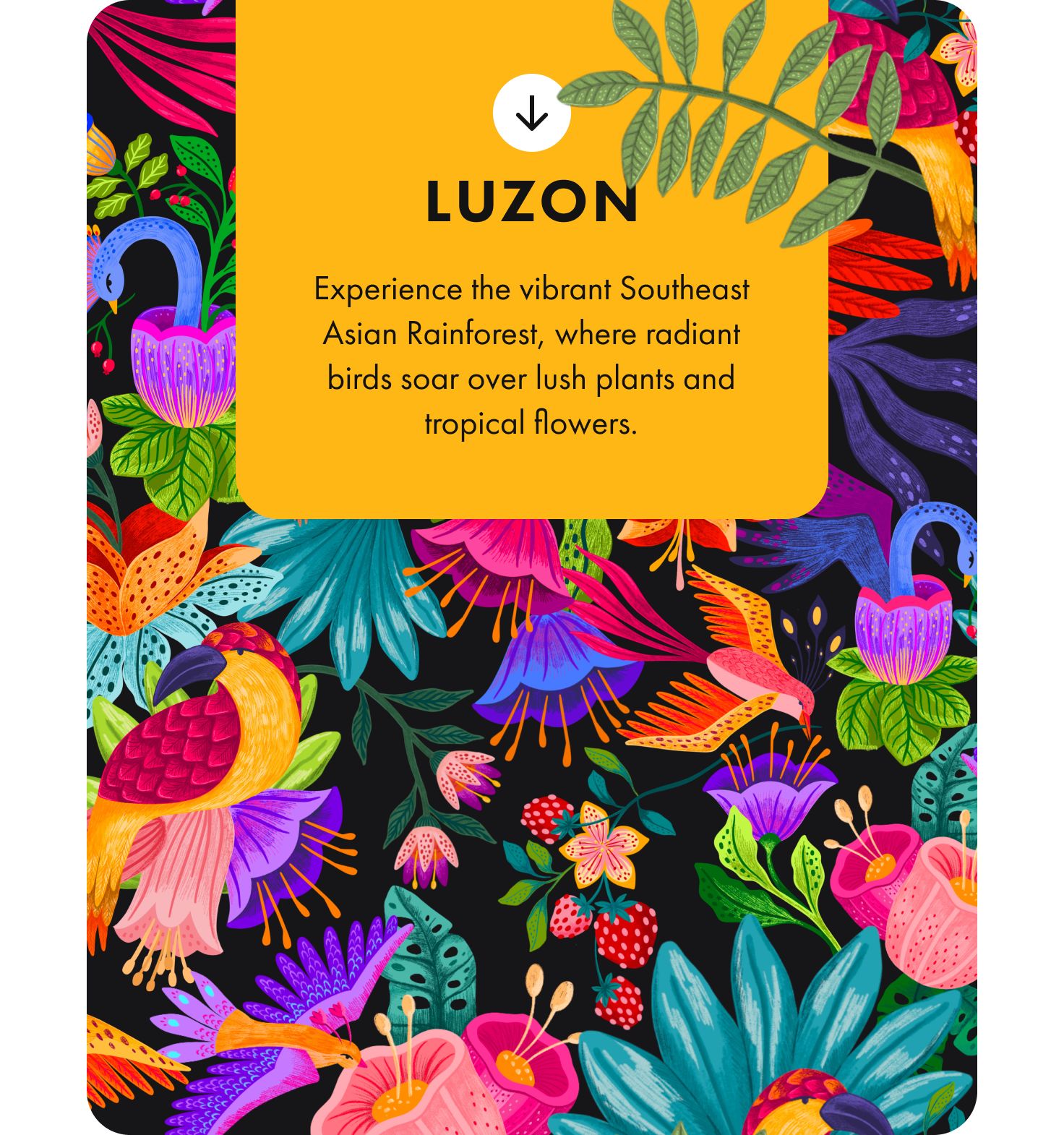 Luzon