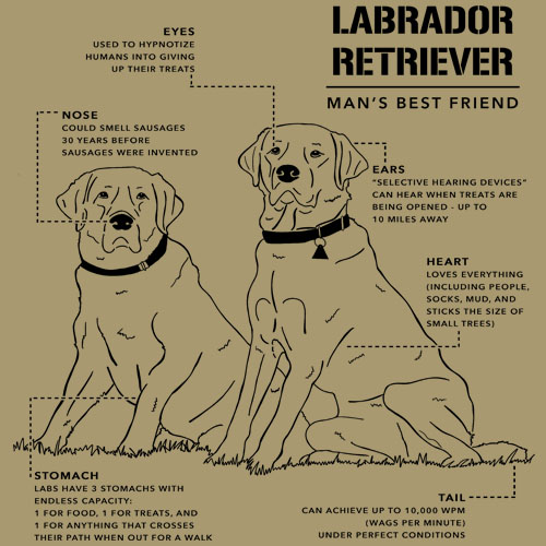 LABRADOR SCHEMATIC