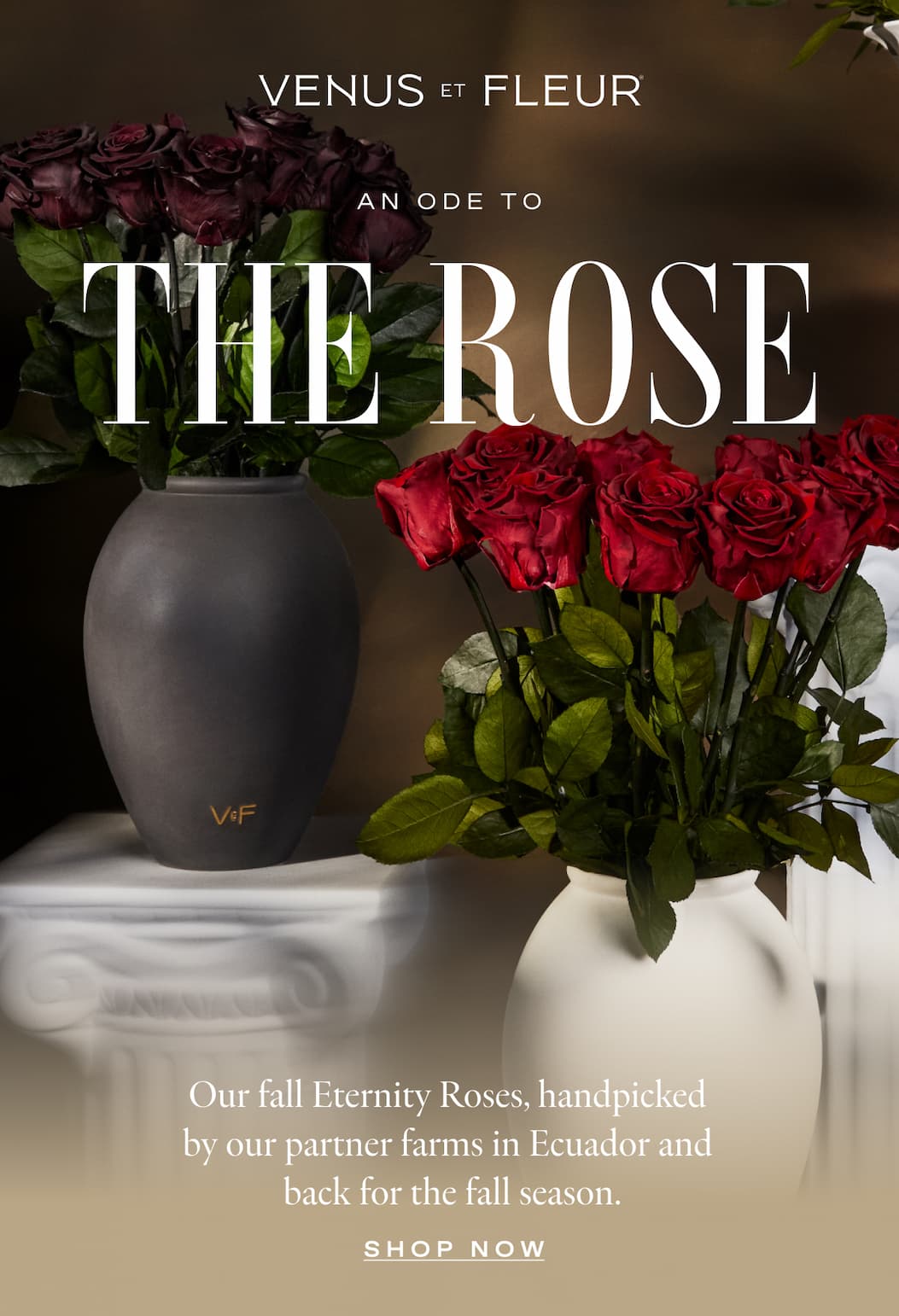 An Ode to the Rose