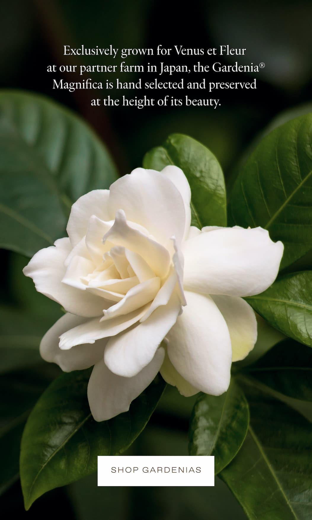 It's the last chance to enjoy our newest innovation, the Eternity® Gardenia Magnifica–grown exclusively for  Venus et Fleur in Japan and preserved  at the precise peak of bloom.  Quantities are extremely limited so make sure to secure yours today.
