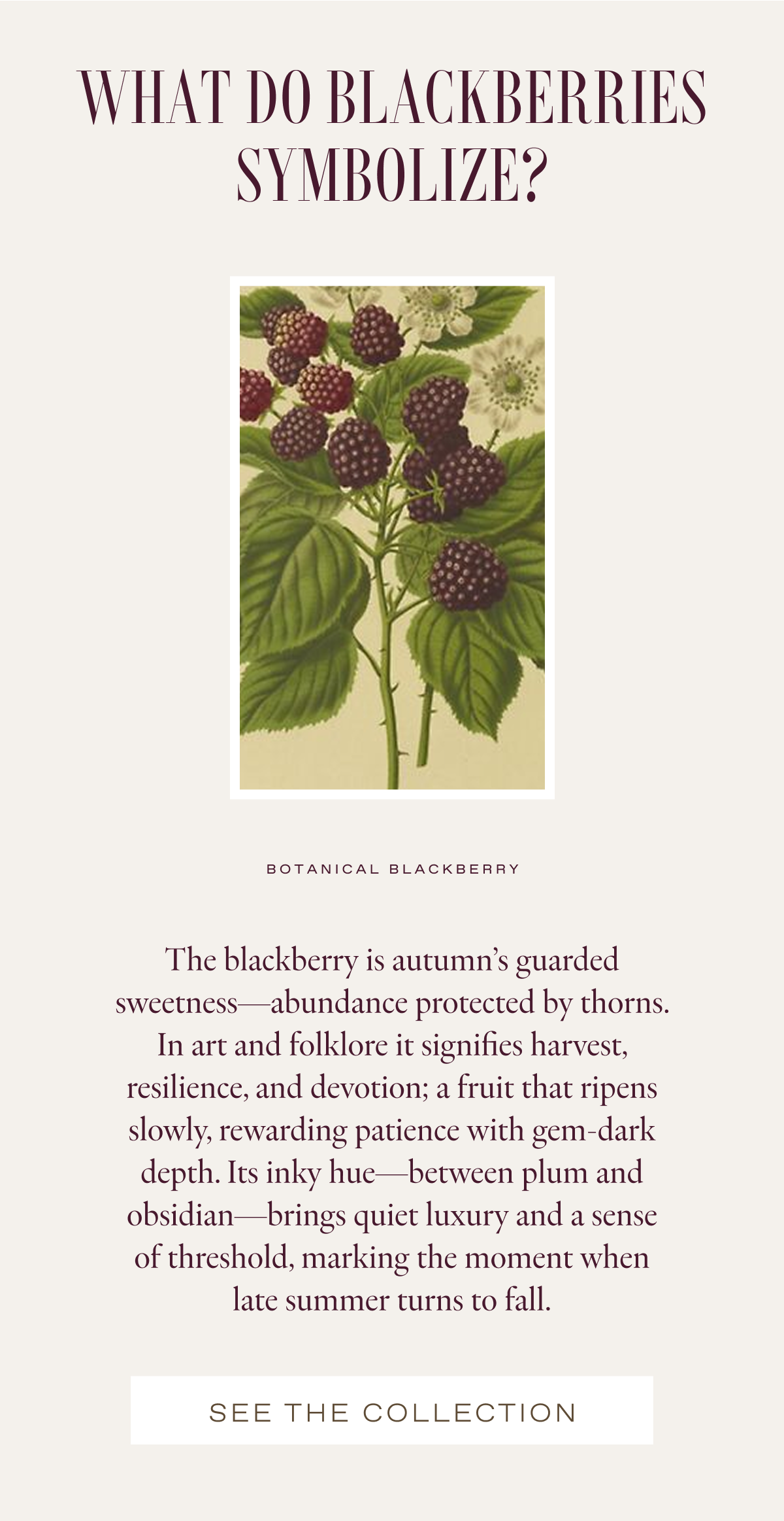 SHADES OF THE ETERNITY ROSE