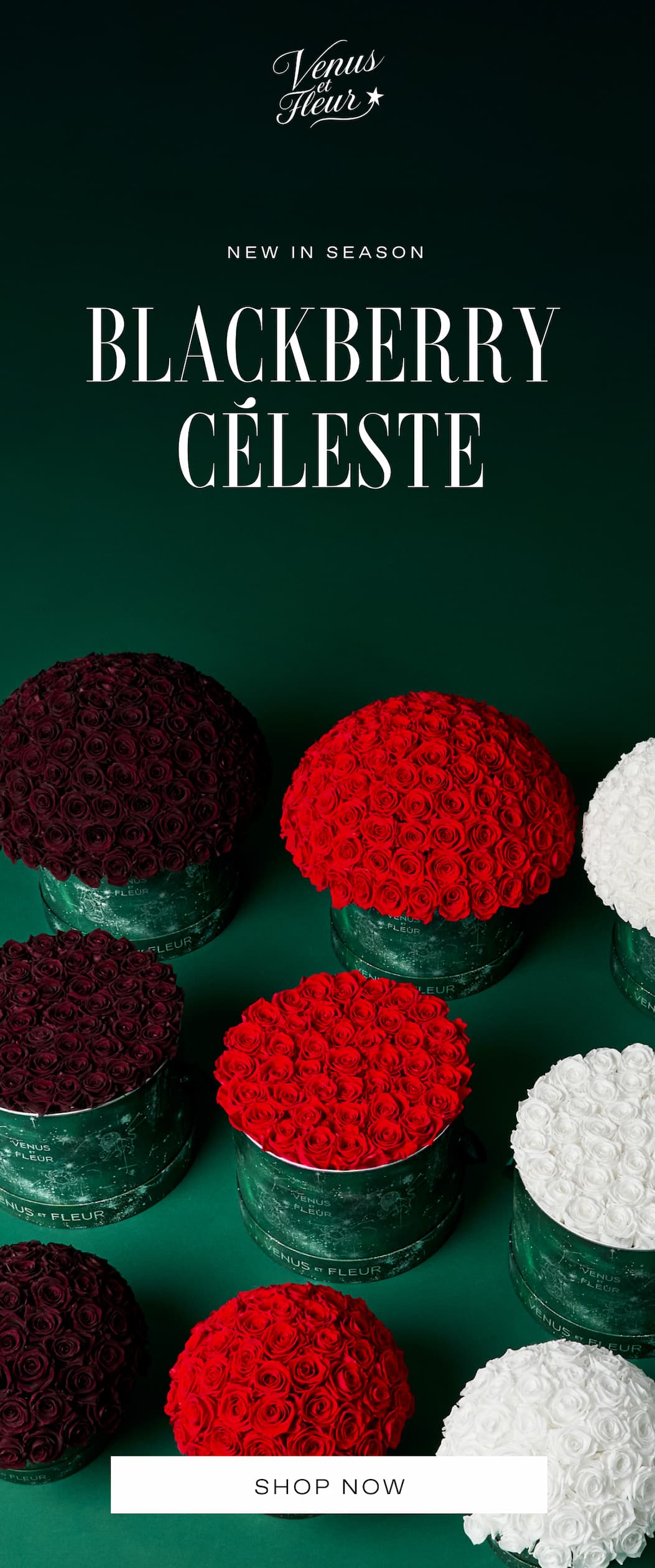 NEW IN SEASON BLACKBERRY CELESTE'