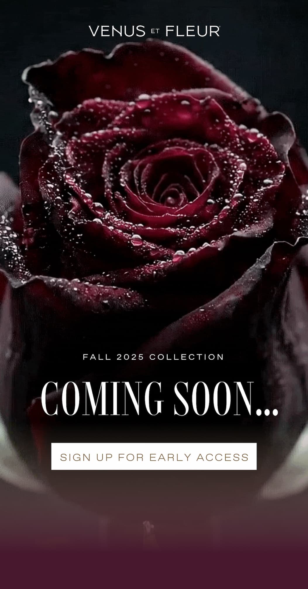 FALL 2025 COLLECTION: Our Newest Arrangements