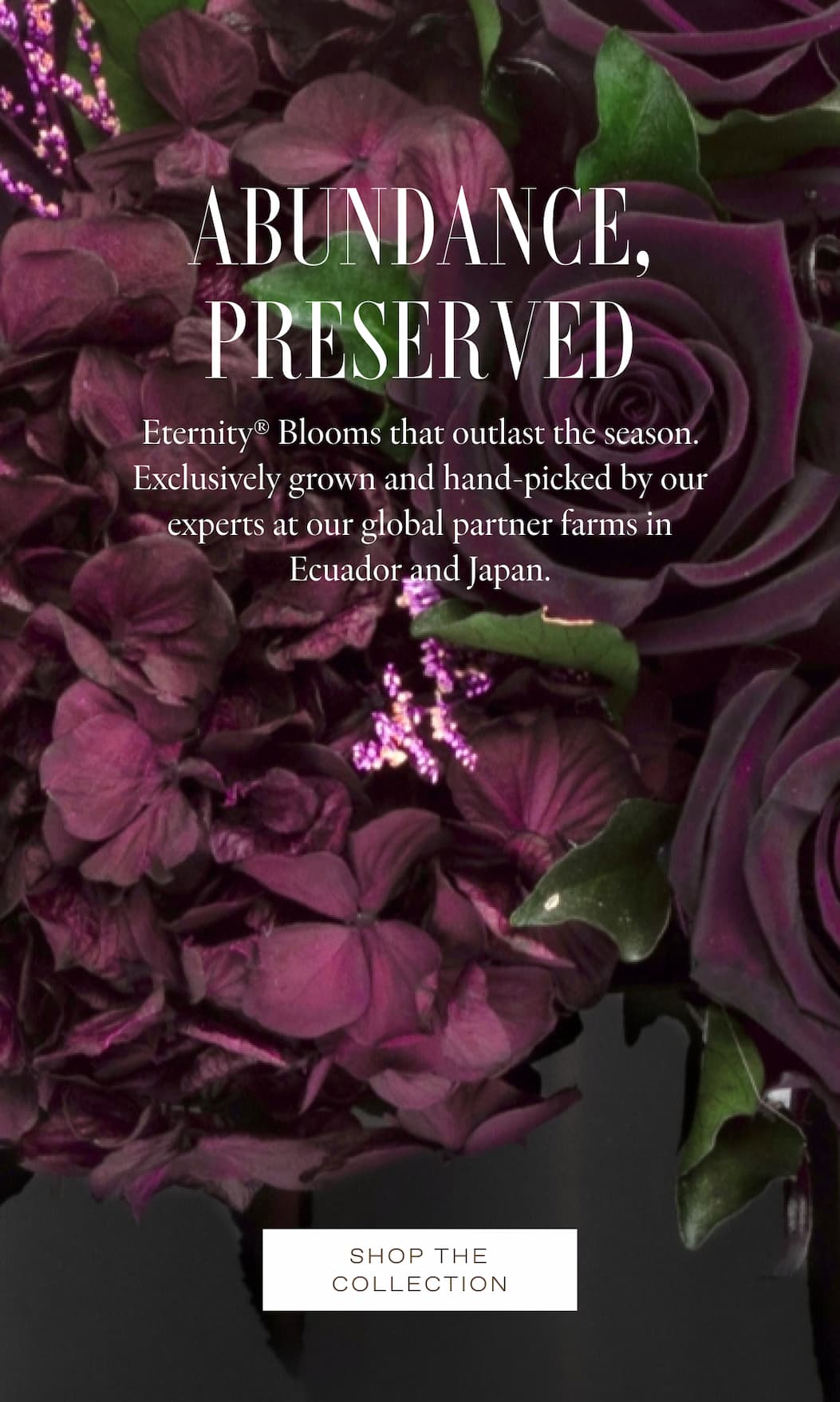 A vertical collage on a plum backdrop presenting the Fall palette and textures: a dew-kissed near-black rose, clusters of blackberries, wine-toned leaves, a white x-ray flower, multiple antiquity-inspired vessels (porcelain, clay, travertine; including a grid of ancient pots and a tall Egyptian amphora), a classical 'Flora' fresco and figure sketch, and a paint roller laying down an oxblood swatch—signaling a moody, museum-worthy direction for the Fall collection.