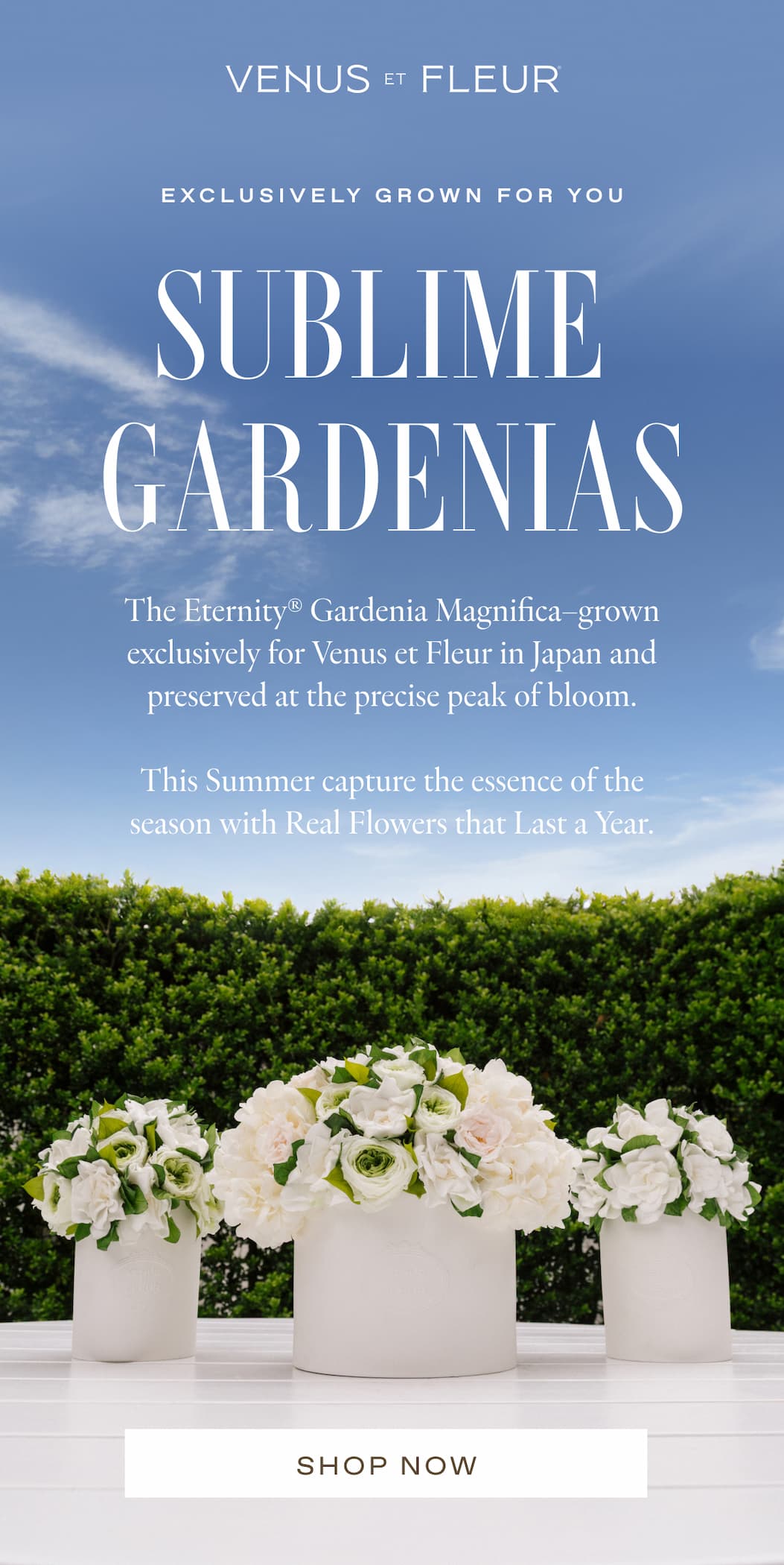 EXCLUSIVELY GROWN FOR YOU - Sublime Gardenias