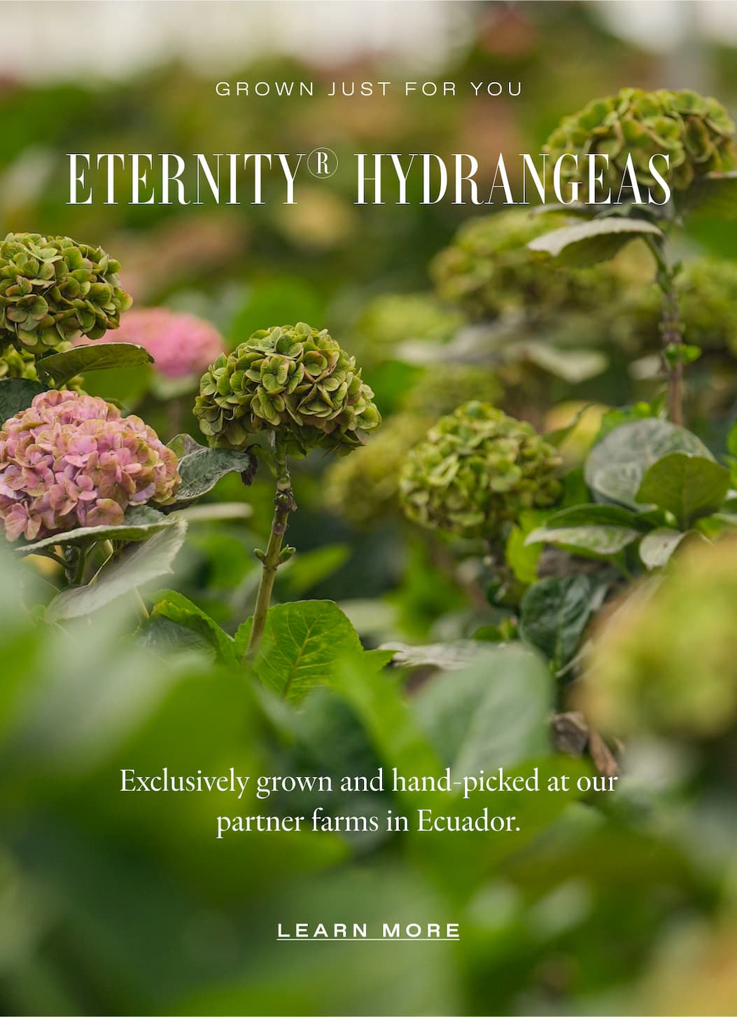 GROWN JUST FOR YOU - ETERNITY® HYDRANGEA