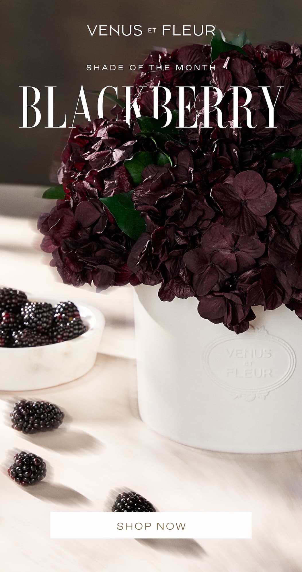 New Arrivals: The New Icons