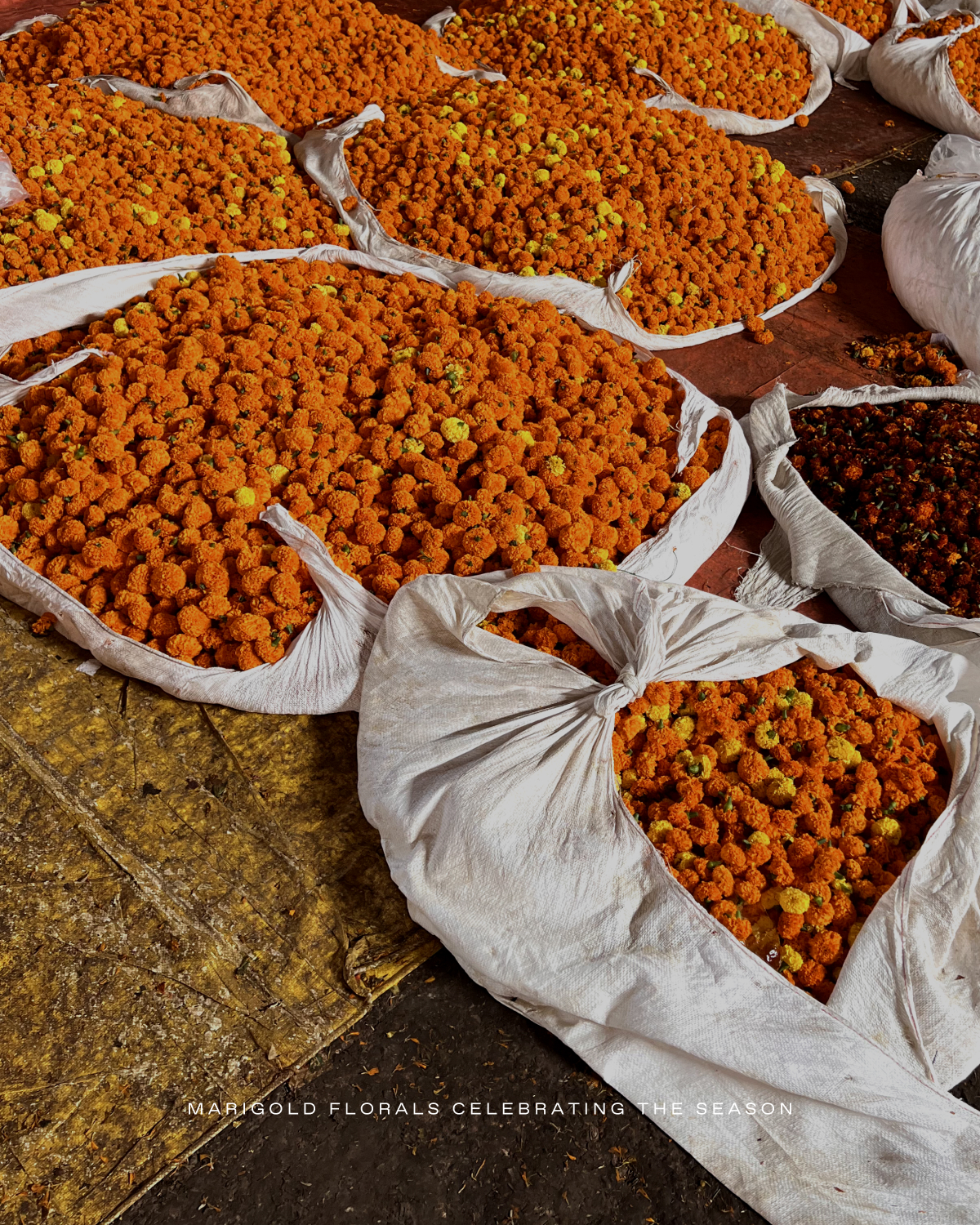 MARIGOLD FLORALS CELEBRATING THE SEASON