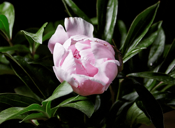 Video of our  Eternity Peonies®  being grown on our partner farms in Japan.