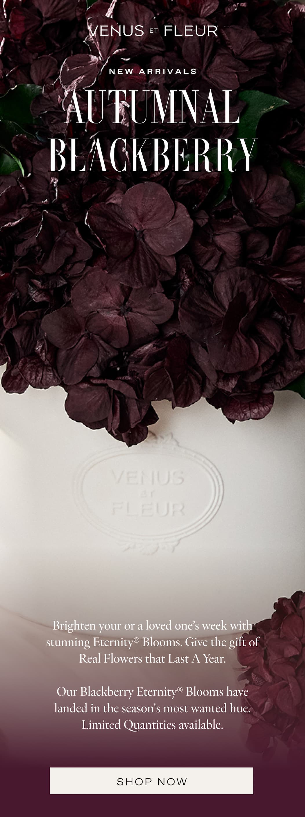 AUTUMNAL BLACKBERRY
