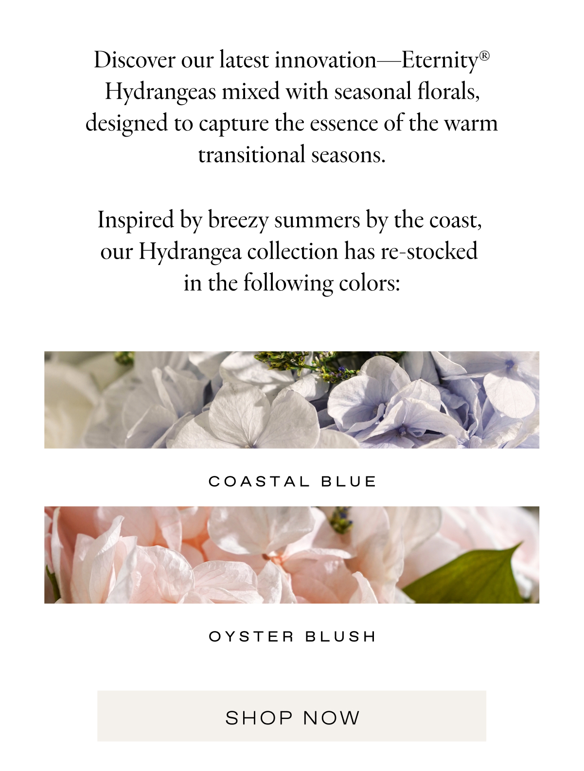 Discover our latest innovation—Eternity® Hydrangeas mixed with seasonal florals, designed to capture the essence of the warm transitional seasons.  Inspired by breezy summers by the coast,  our Hydrangea collection has re-stocked  in the following colors: Coastal Blue + Oyster Blush