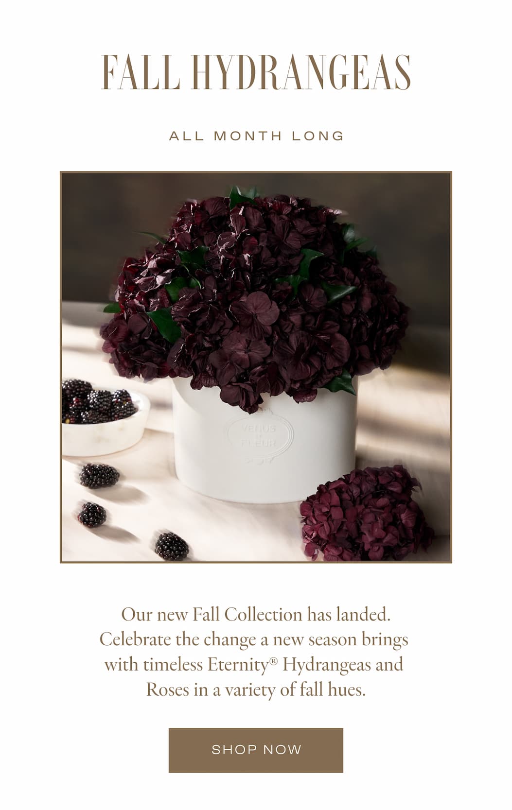 Fall Hydrangeas - All Month Long