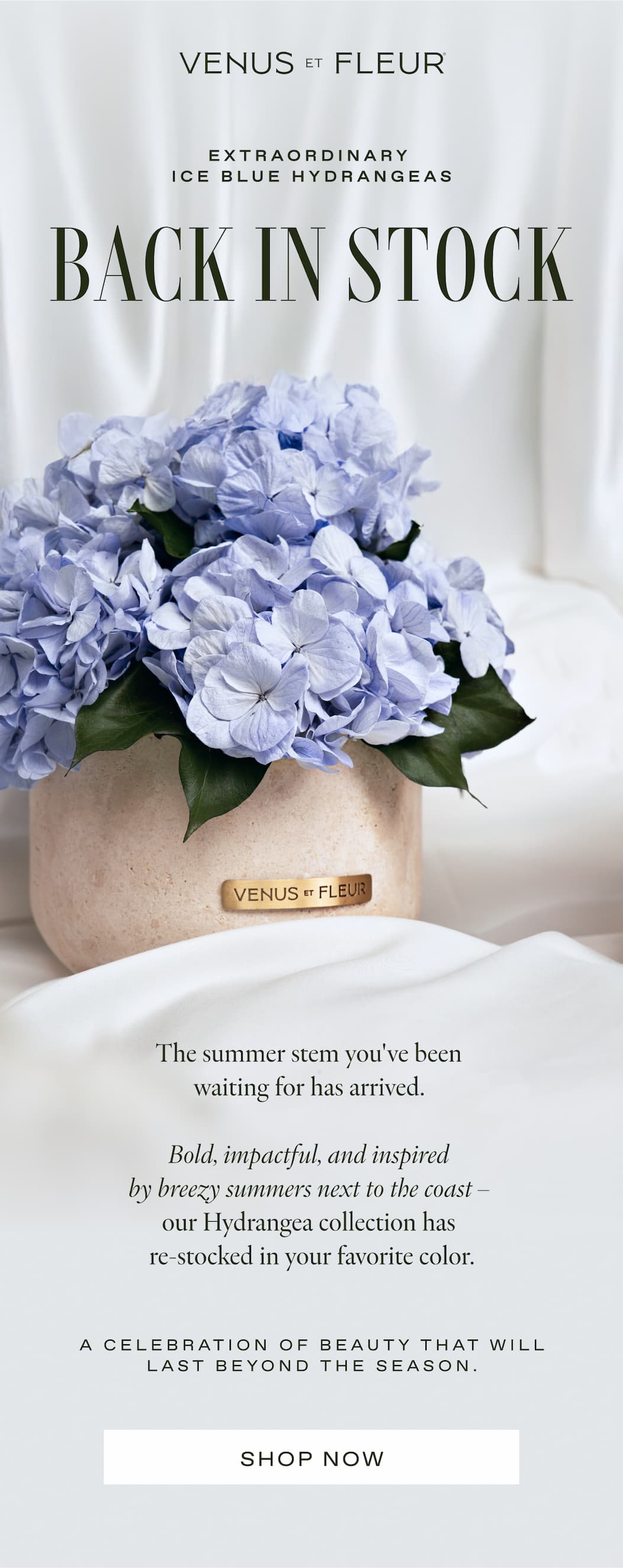 EXTRAORDINARY ICE BLUE HYDRANGEAS | Back in Stock