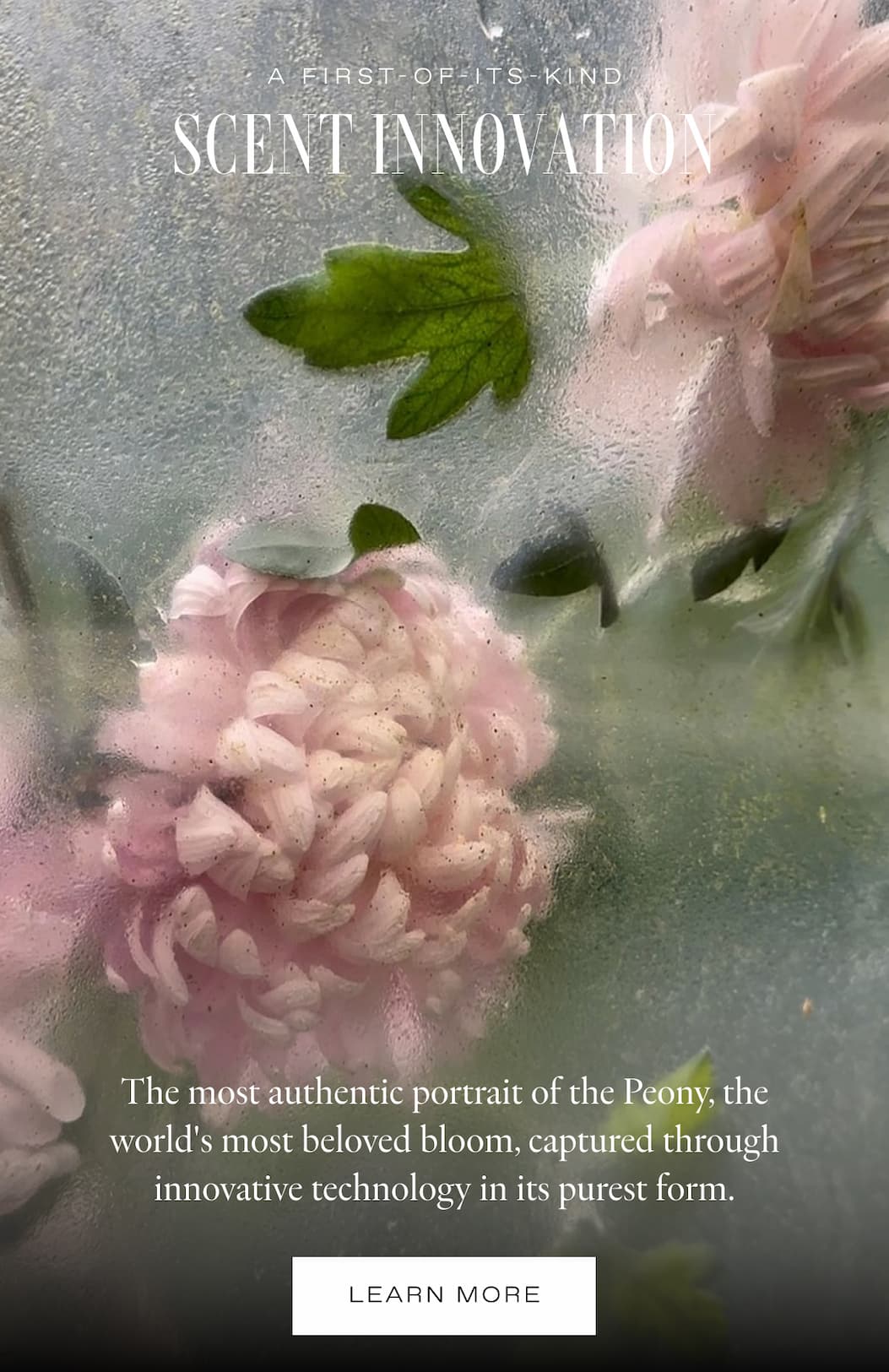 SCENT NOTES