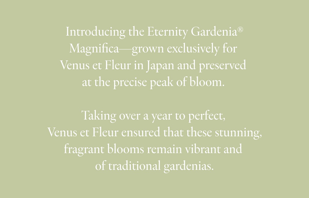 Introducing the Eternity Gardenia® Magnifica—grown exclusively for  Venus et Fleur in Japan and preserved  at the precise peak of bloom.   Taking over a year to perfect,  Venus et Fleur ensured that these stunning, fragrant blooms remain vibrant and  of traditional gardenias.