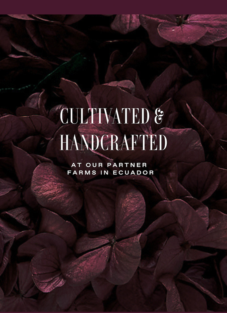 CULTIVATED & HANDCRAFTED At Our Partner Farms in Ecuador