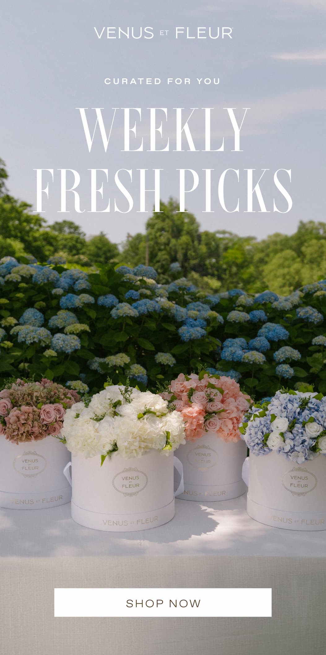 Curated for You: Weekly Fresh Picks