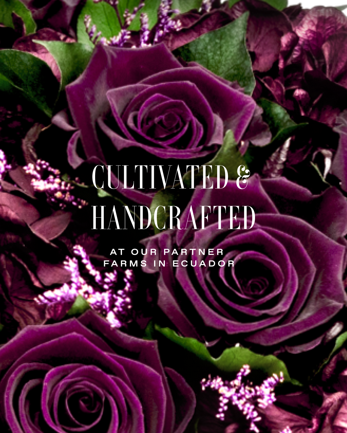 A vertical collage on a plum backdrop presenting the Fall palette and textures: a dew-kissed near-black rose, clusters of blackberries, wine-toned leaves, a white x-ray flower, multiple antiquity-inspired vessels (porcelain, clay, travertine; including a grid of ancient pots and a tall Egyptian amphora), a classical 'Flora' fresco and figure sketch, and a paint roller laying down an oxblood swatch—signaling a moody, museum-worthy direction for the Fall collection.