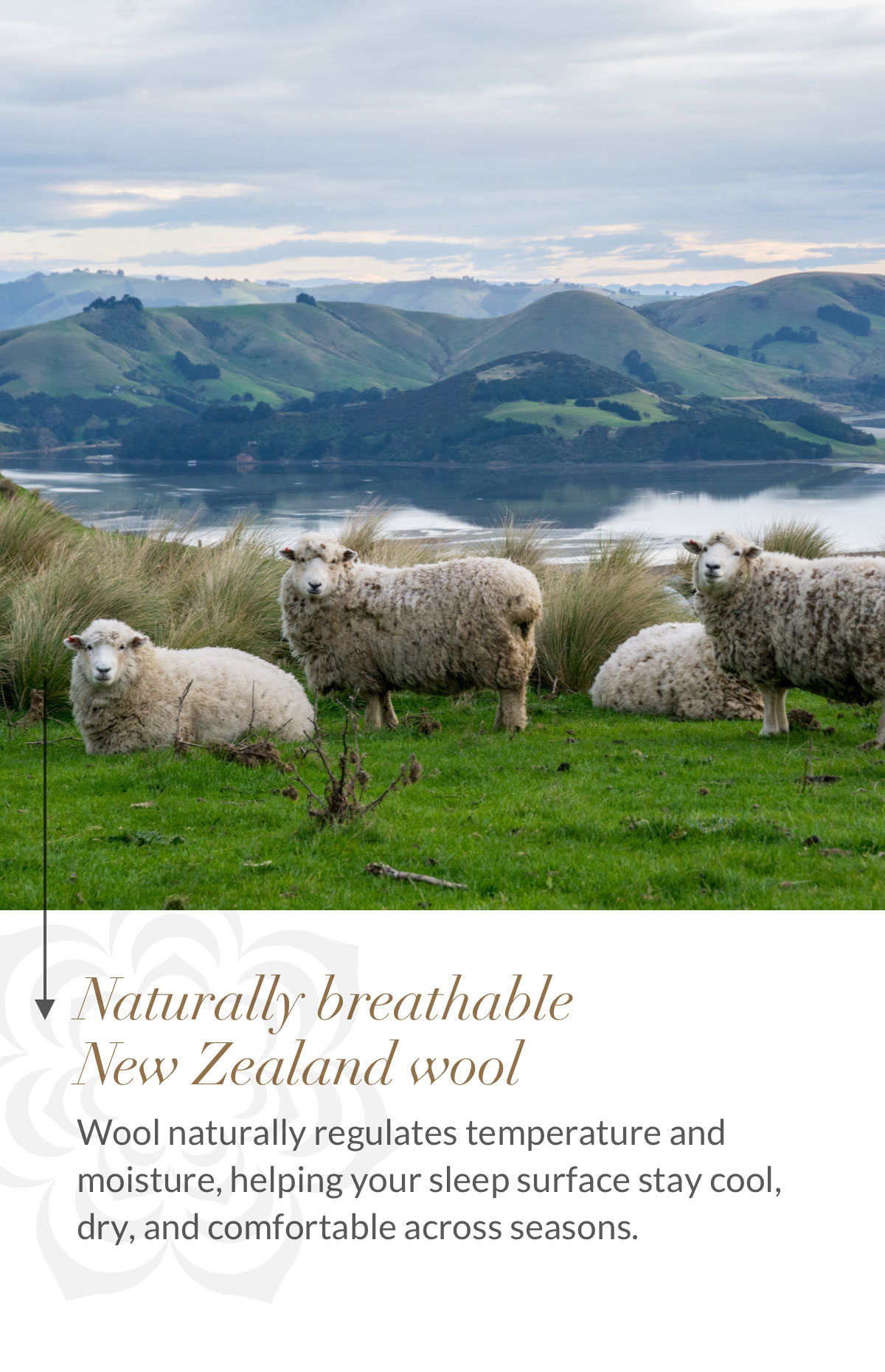 Naturally breathable New Zealand wool  