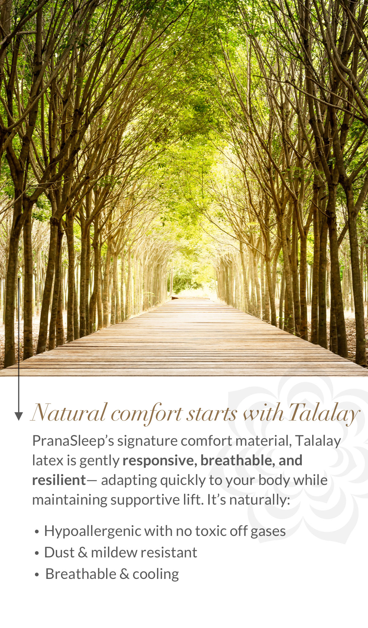 Natural comfort starts with Talalay Latex