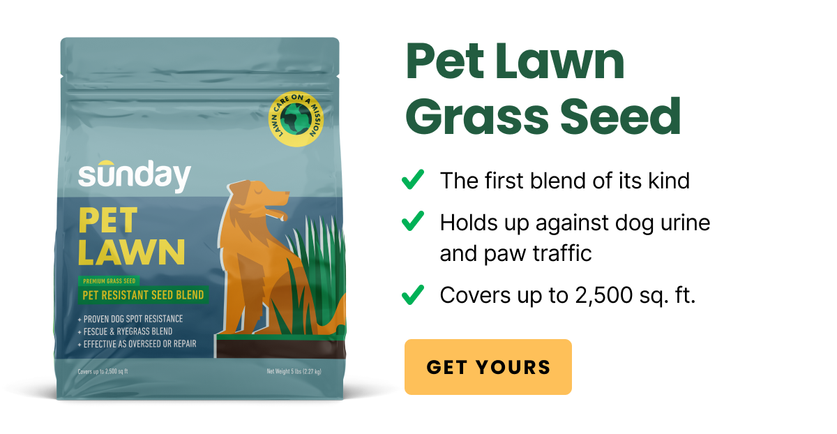 Grow a lawn your pet will love 💕 Sunday Lawn Care