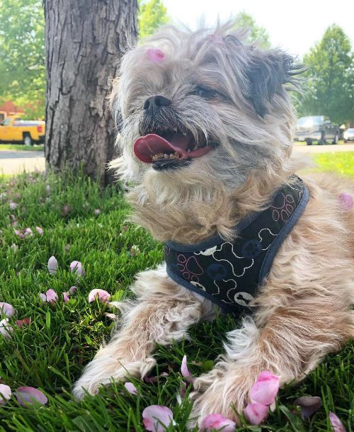 Pictured: Hero, the dog looking very happy! 