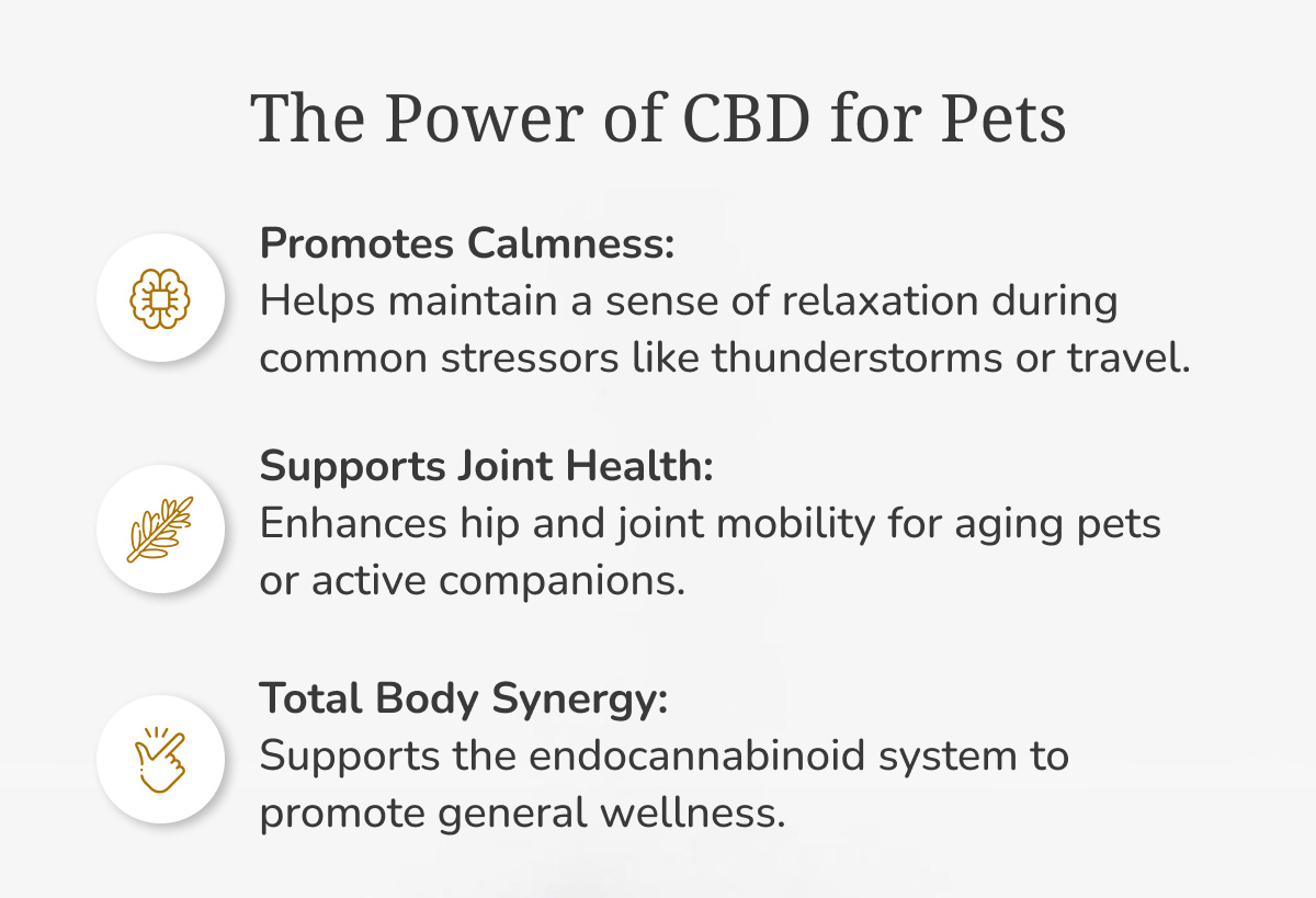 The Power of CBD for Pets