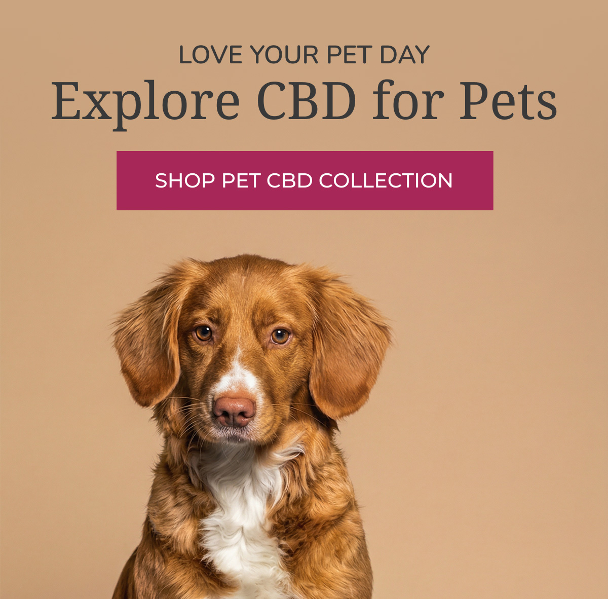 Love Your Pet Day Explore CBD for Pets