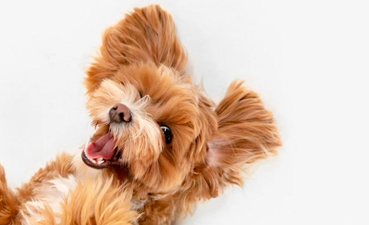The Power of CBD for Pets