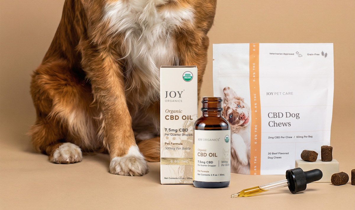 Love Your Pet Day Explore CBD for Pets