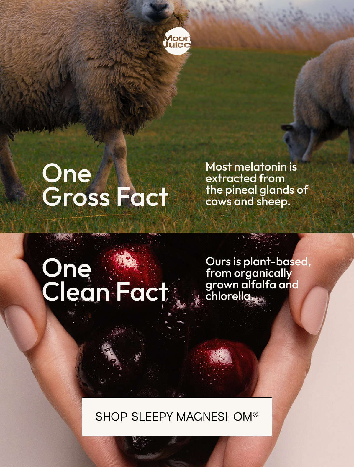 ONE GROSS FACT Most melatonin is extracted&nbsp;from the&nbsp;pineal glands&nbsp;of cows and sheep.&nbsp;ONE CLEAN SOLUTION&nbsp; Ours is plant-based, from organically grown alfalfa&nbsp;and chlorella.&nbsp;SHOP SLEEPY MAGNESI-OM®