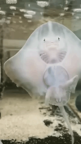 Hero