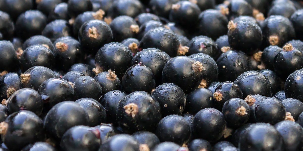 New Zealand blackcurrants