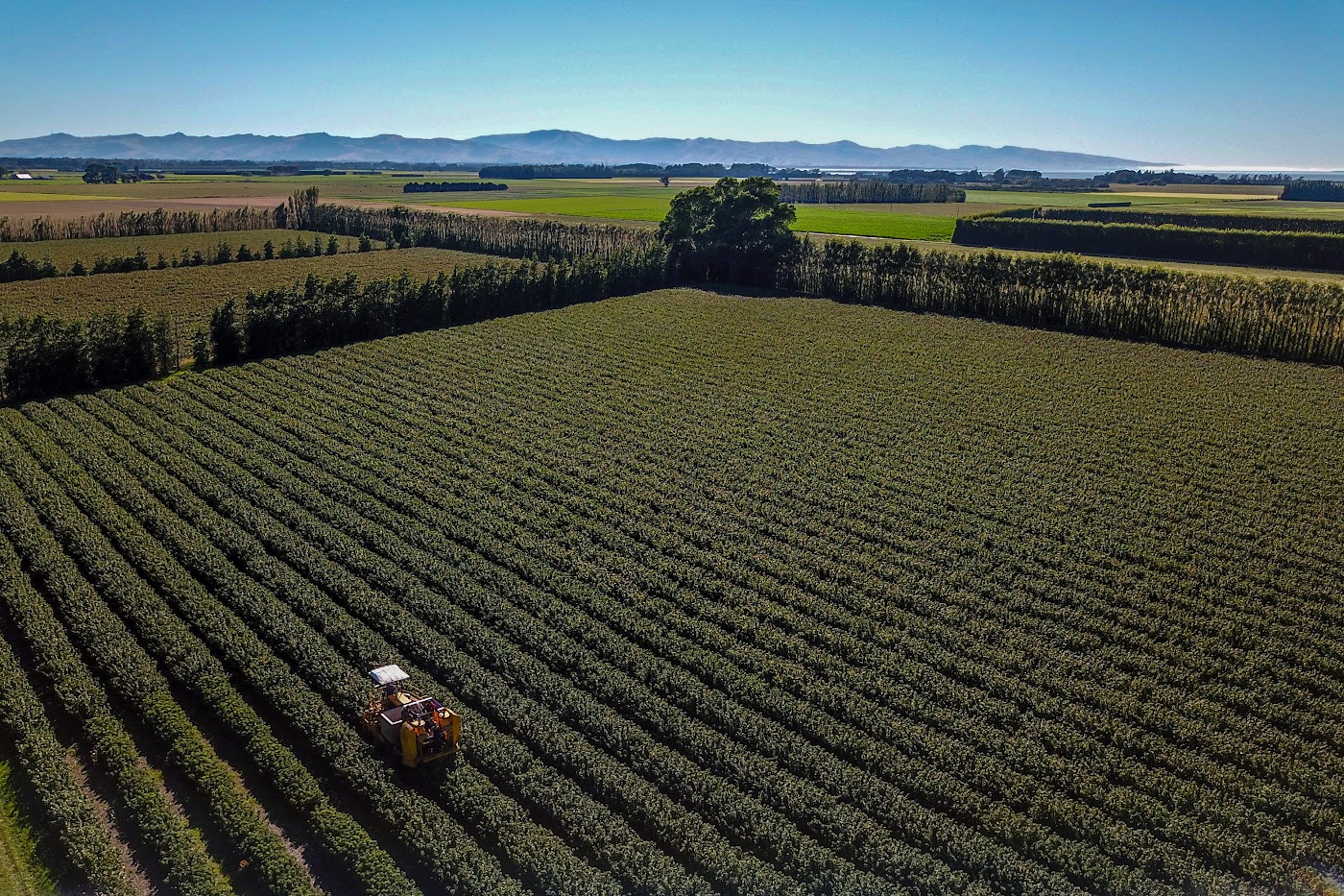 A New Zealand blackcurrant orchard from above