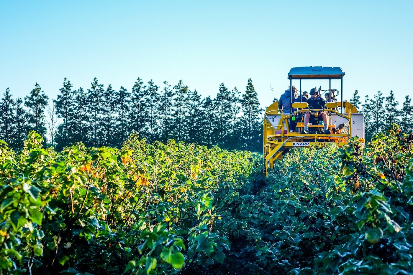 Harvesting Neuroberry® blackcurrant