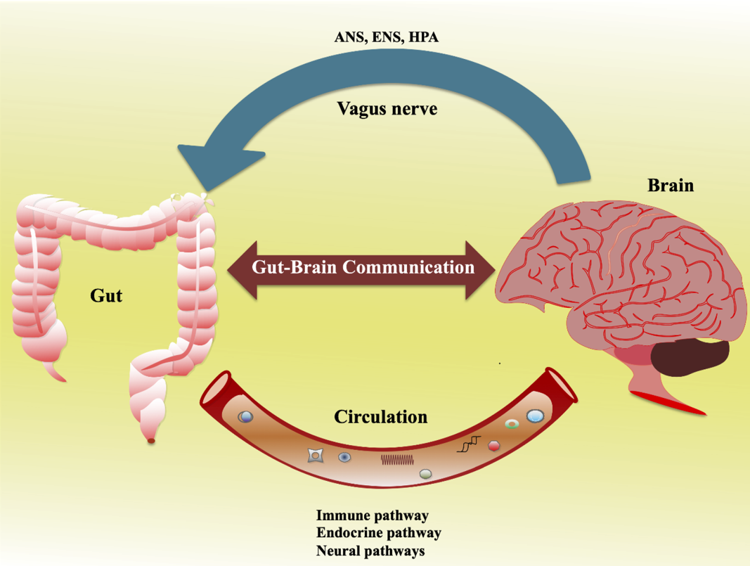 Diagram of the gut-brain axis showing the vagus nerve and circulation pathways between the gut and the brain