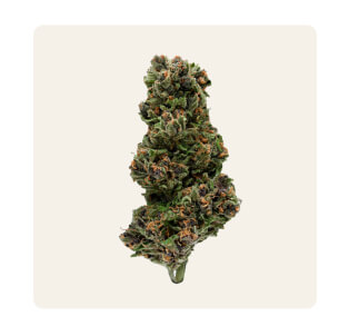 https://plainjane.com/pink-panther-hawaiian--indoor--hemp-flower/
