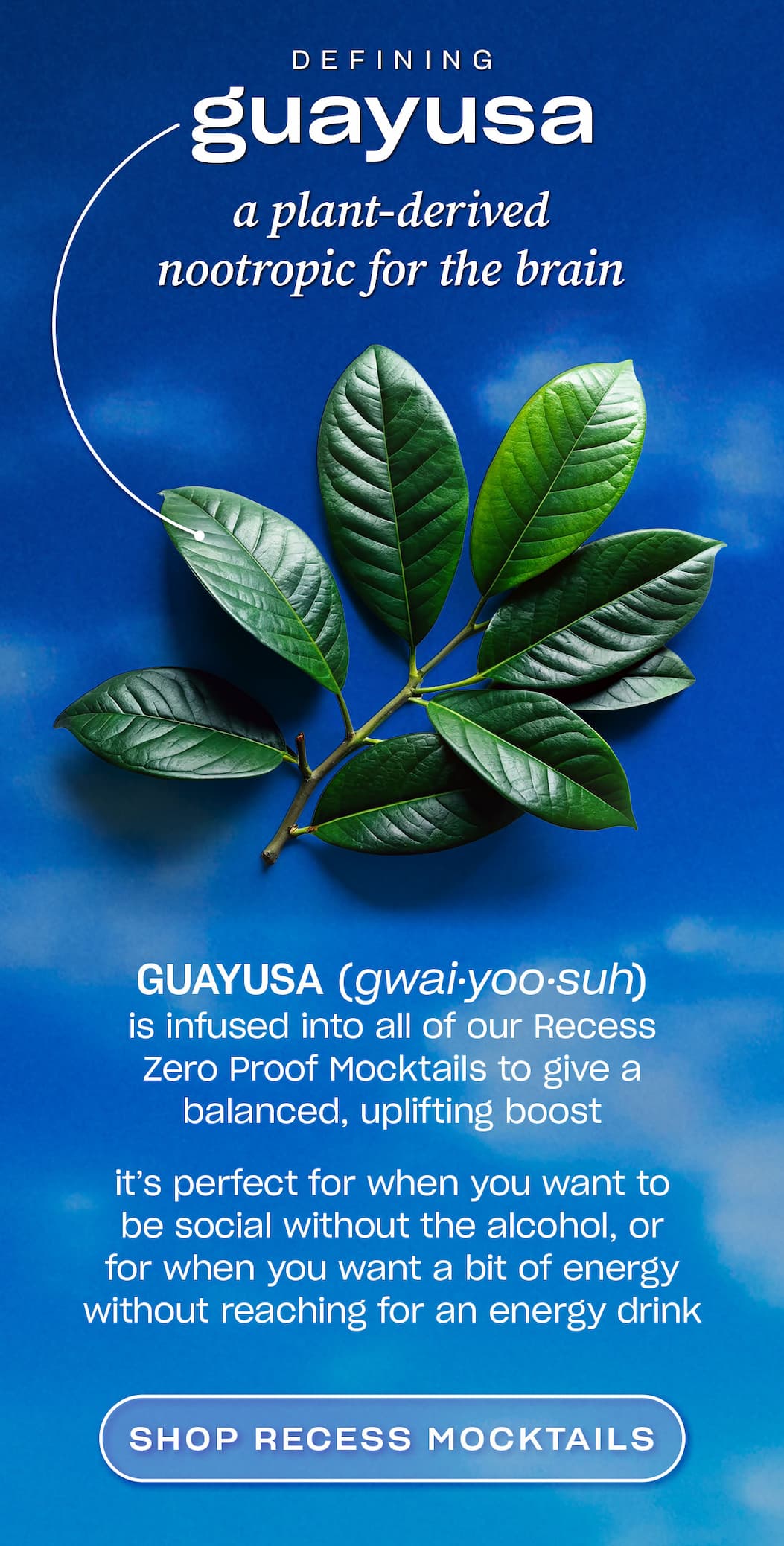 defining guayusa