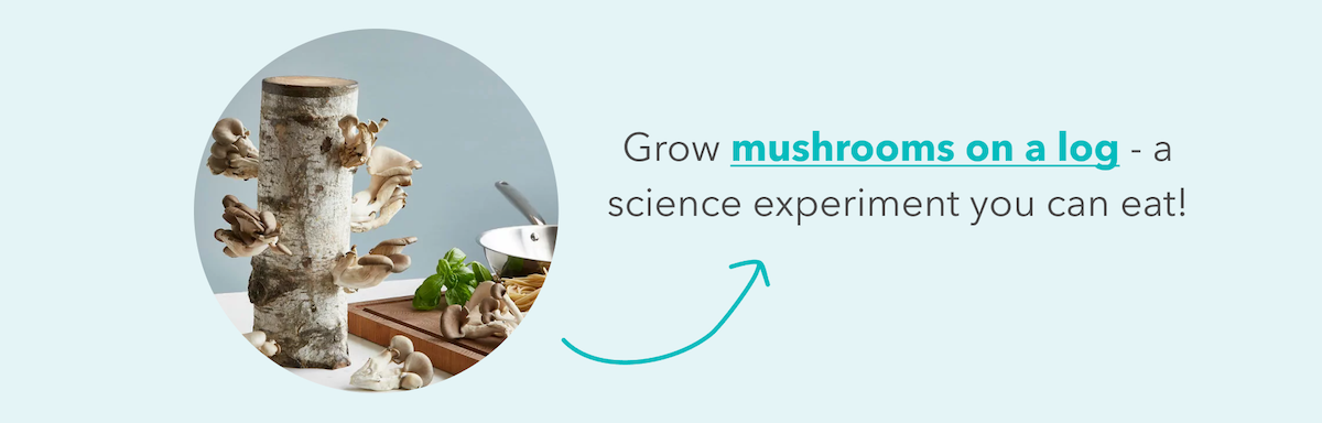 Mushroom growing log 